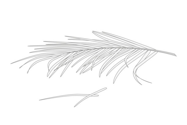 热带棕榈叶白色剪影灰色图片下载