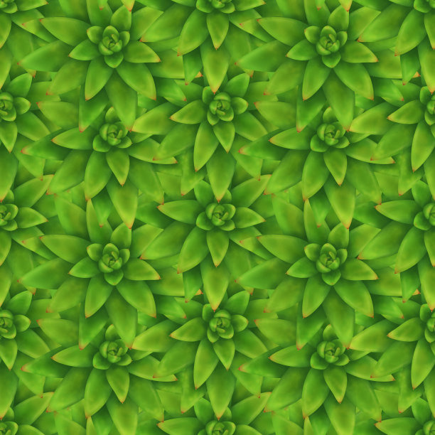 与肉质植物无缝模式。手绘多肉花背景。图片下载