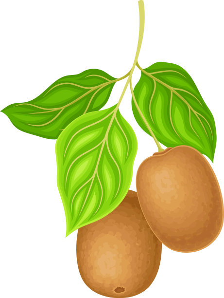 整个猕猴桃或猕猴桃，带棕色纤维皮图片下载