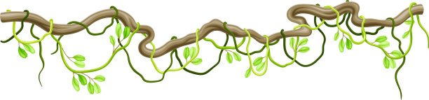 具有长茎和硬枝的木质藤本植物图片下载