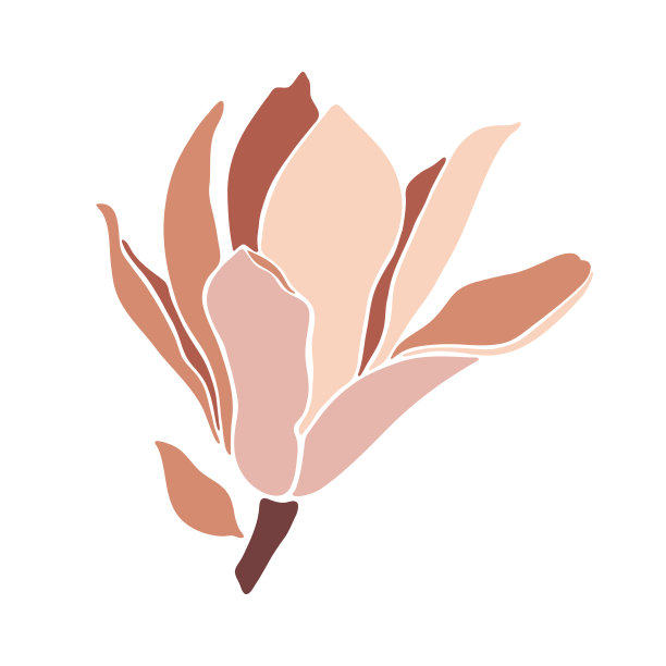 白玉兰盛开的花在白色的背景，特写。图片下载