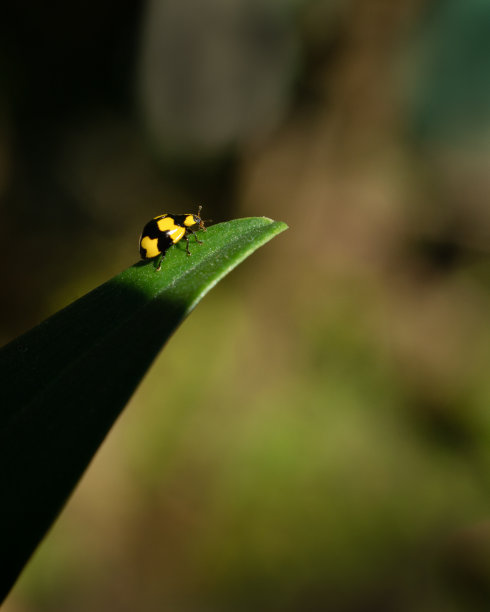 闪亮的黄色瓢虫与黑色斑点在它的背上爬上叶子，与失去焦点梦幻的自然背景。垂直格式图片下载