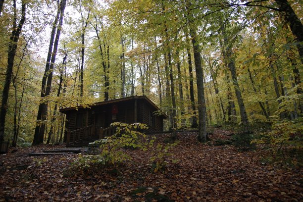 Yedigoller -海绵图片下载