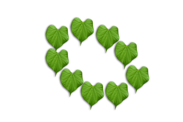 孤独的热带叶子在白色的背景与修剪的路径图片下载