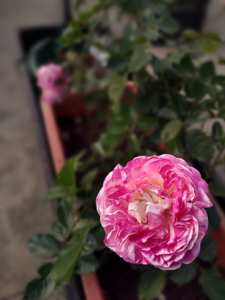 粉红色的花在花盆里图片下载