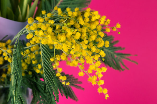 粉红色背景上的黄色含羞草花束，象征着国际妇女节。图片下载