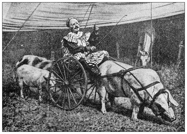 古董黑白照片:马戏团动物，猪和小丑图片下载