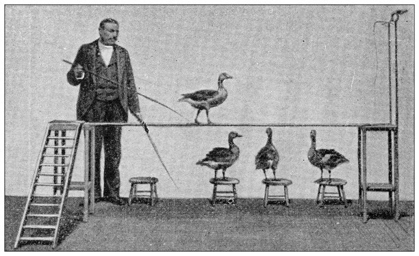 古董黑白照片:马戏团动物，鹅图片下载