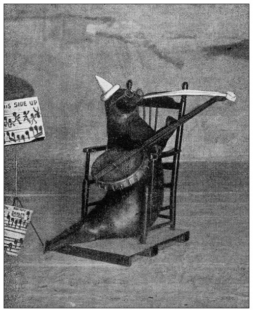 古董黑白照片:马戏团动物，音乐家印章图片下载