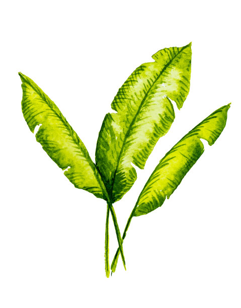 隔离在白色背景上的芭蕉叶水彩画。设计厨房，市场，纺织品，装饰品，卡片。图片下载