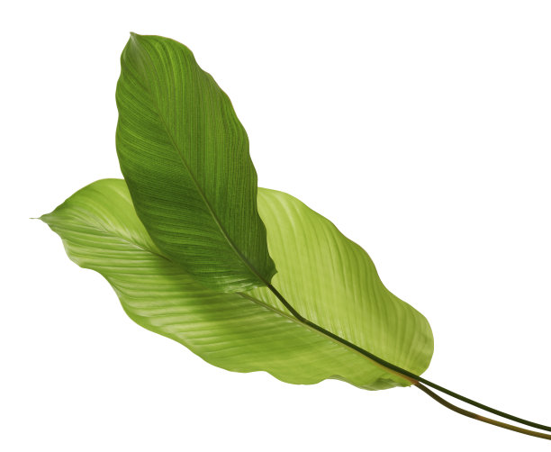 叶，异国情调的热带叶，大的绿叶，孤立在白色背景与修剪路径图片下载