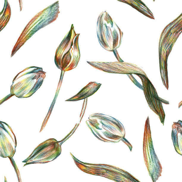 感性的春天花朵郁金香用彩色铅笔在白色上画出了流行的大地色调。图片下载