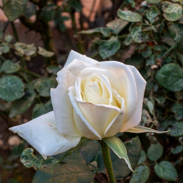 一个白色玫瑰花的特写图片下载