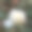 一个白色玫瑰花的特写图片下载