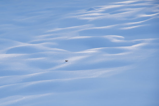 清新的白雪质地图片下载