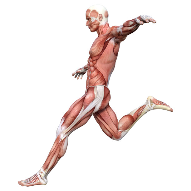 3D插图男性图形与肌肉地图上的白色图片下载