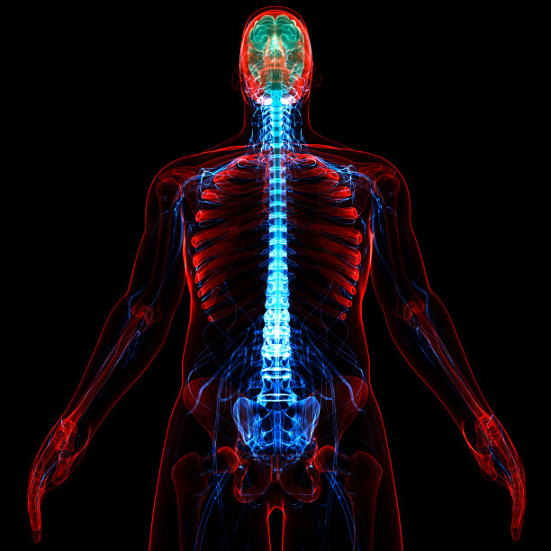 人脑神经系统的中枢器官图片下载
