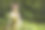 性感美丽的白人女性在绿色连衣裙装饰鲜花摆姿势在森林户外。水平的形象图片下载