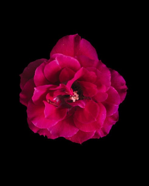 黑色背景的粉色玫瑰花图片下载