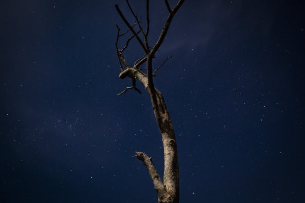 在月光下的夜晚，一棵没有叶子的老树。秘鲁丛林中黑暗的自然场景。图片下载
