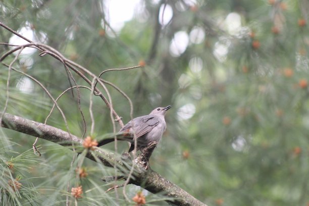 猫的鸟图片下载