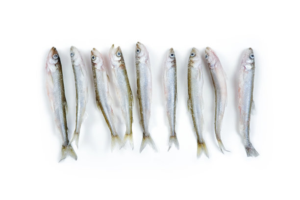 深冻生香鱼很多，白色背景上有孤立的冰块。俯视图，复制空间。Osmerus eperlanus。图片下载