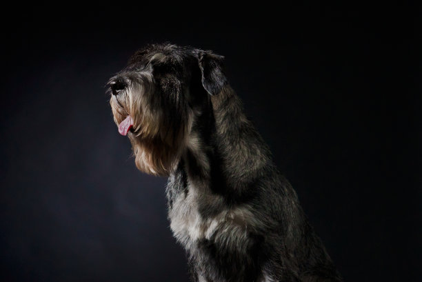 在一个黑色渐变背景上的工作室里的狗品种德国雪纳瑞的侧面肖像。宠物伸出舌头坐在那里，看着前面。近距离图片下载