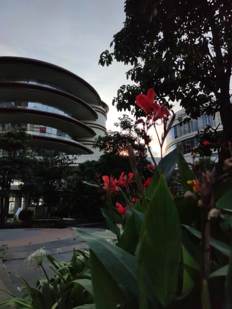 日落与花图片下载