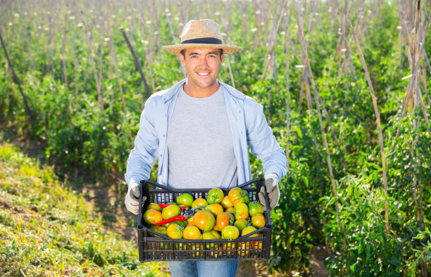 一个阳性的男农夫扛着一箱西红柿在田里图片下载