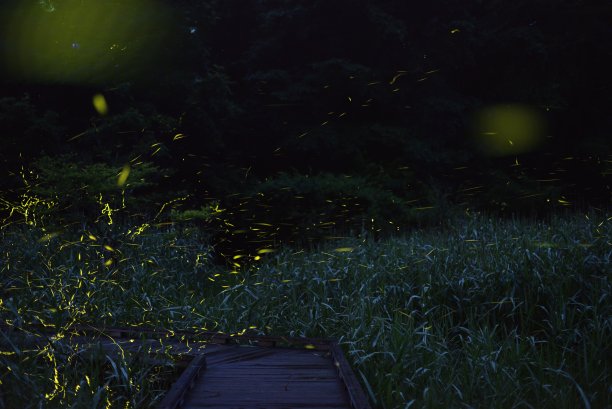 萤火虫图片下载
