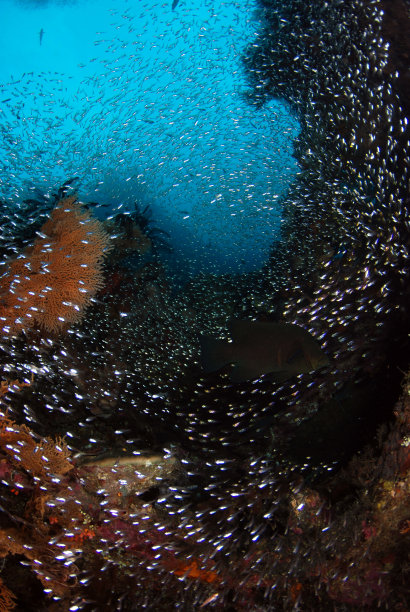 大海里的玻璃鱼。图片下载