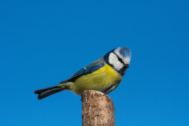蓝冠山雀图片下载
