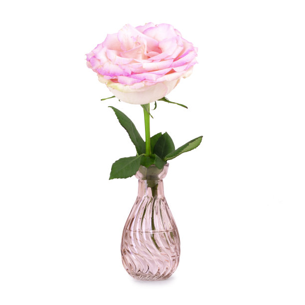 花瓶里的一朵迷你玫瑰孤立在白色的背景上图片下载