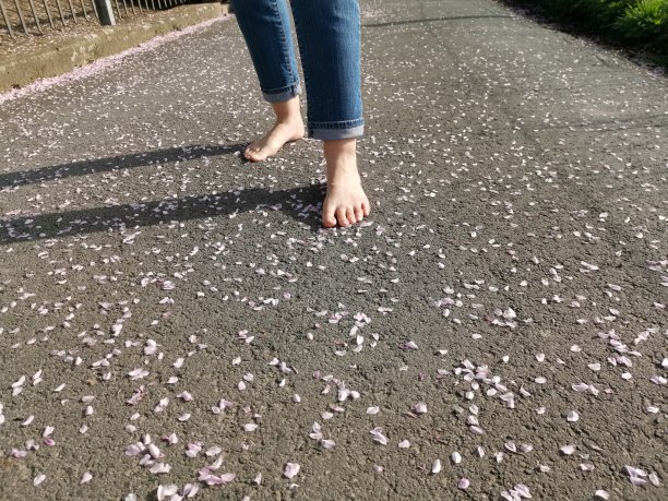 春天赤脚走过一片粉红色樱花的海洋图片下载