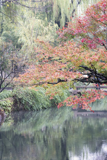 秋天，枫树的枝桠在湖面上图片下载