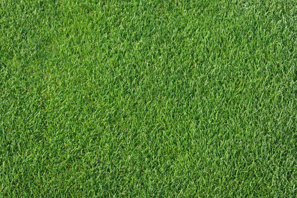 短的绿色高尔夫草地作为背景图片下载