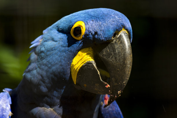 金刚鹦鹉头图片下载