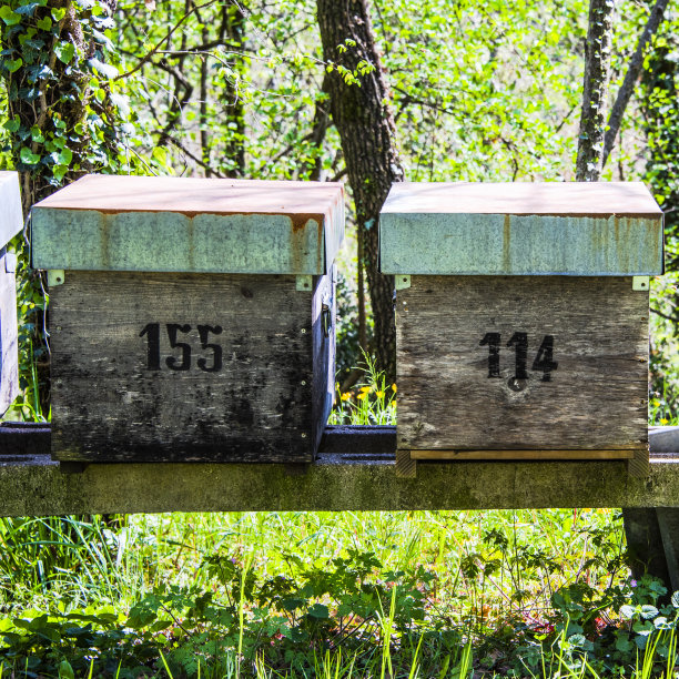 2021_4_4_sovizzo_蜂巢在矮树丛_1图片下载