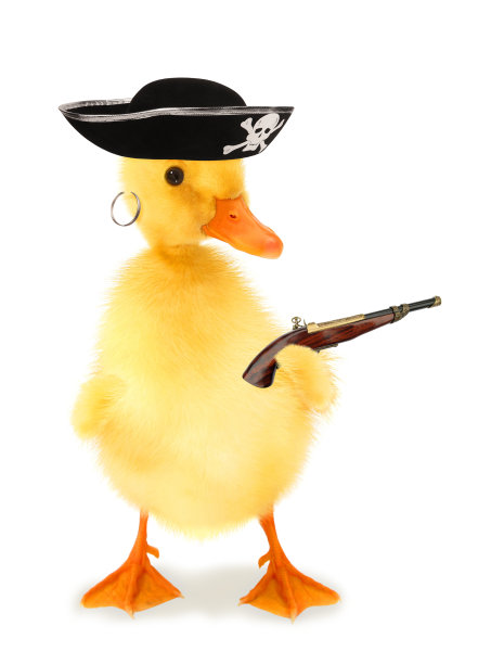 可爱酷的小鸭子海盗，带着火药枪的海盗，有趣的概念形象图片下载