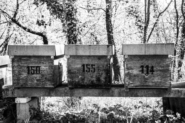 2021_4_4_sovizzo_蜂巢在灌木丛中图片下载