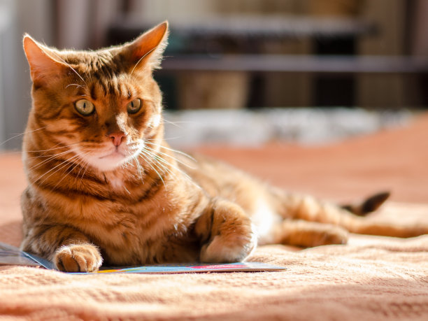 孟加拉猫图片下载