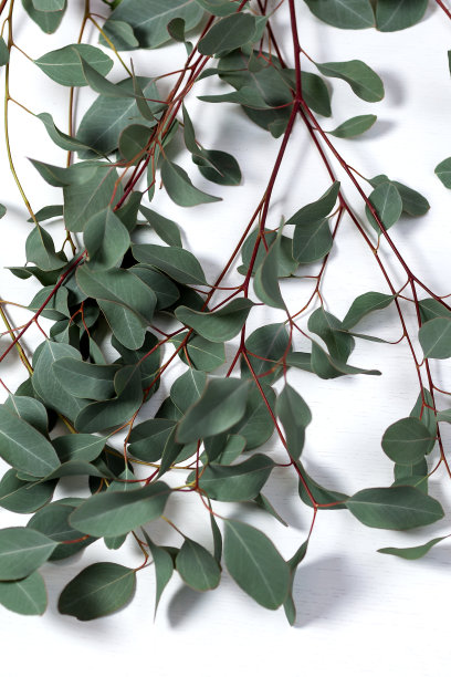 一根绿色的桉树树枝躺在白色的木头背景上。许多树叶。从上往下看图片下载