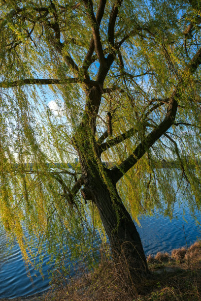 近距离观察一棵树和树叶图片下载