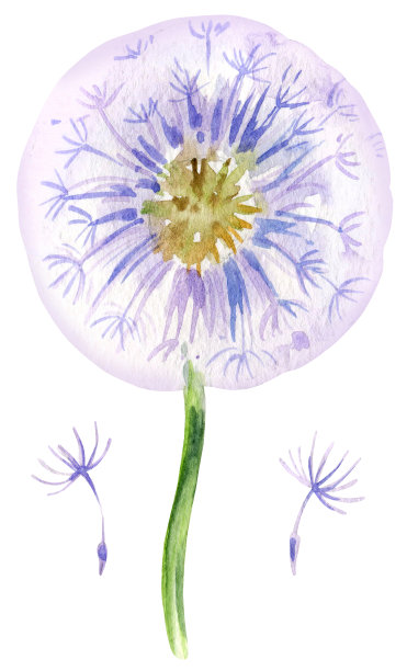 水彩花蒲公英。手绘插图。水彩速写。黄色的花，绿色的颜色。用于夏季插图和装饰构图图片下载