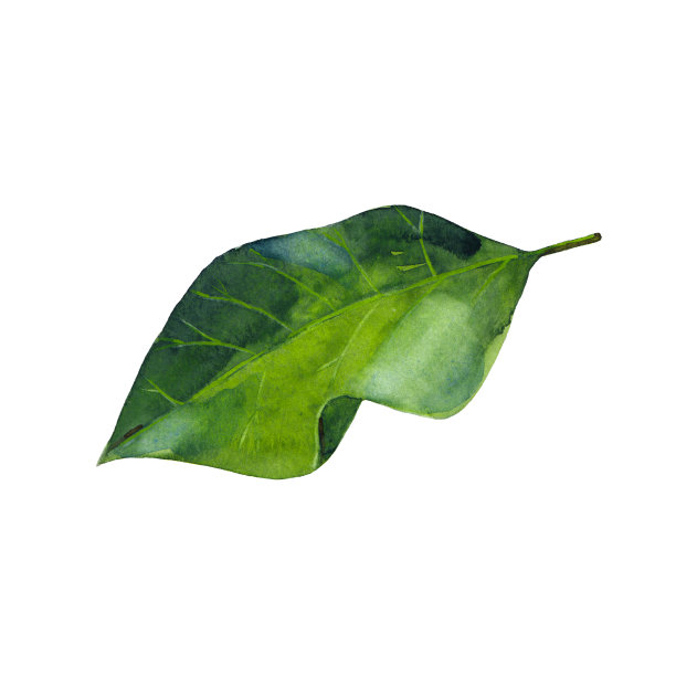 绿色月桂叶孤立在白色的背景。水彩手绘插图。图片下载