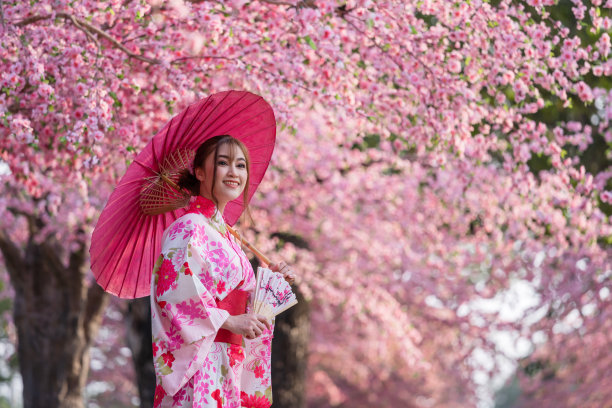女子身穿和服，手持伞和折扇，看着花园里盛开的樱花图片下载