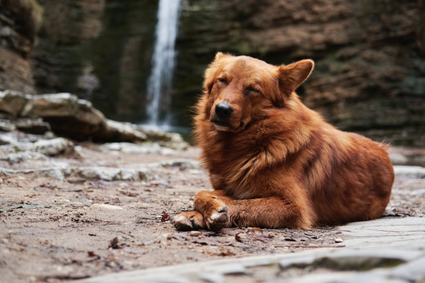 可爱的狗在河边的山中旅行。美丽的深红色杂种狗躺在瀑布附近，享受闭着眼睛的时刻。图片下载