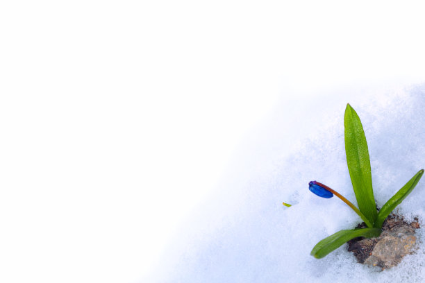 雪花莲花图片下载