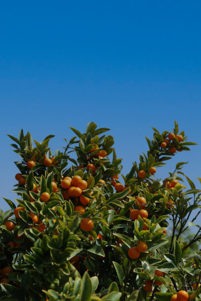 金橘树图片下载