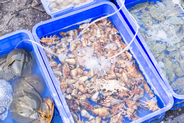 在亚洲鱼市，活的海蟹和其他海洋生物躺在一个托盘里。越南市场。海洋捕捞。图片下载